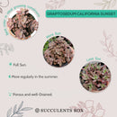 Buy 2" Graptosedum California Sunset online. This vibrant succulent forms compact rosettes with fleshy leaves that transition from soft green to warm shades of orange, pink, and red in bright light. It thrives in bright, indirect light with well-draining soil and occasional watering. A beautiful choice for succulent collections, colorful arrangements, or sunny windowsills.