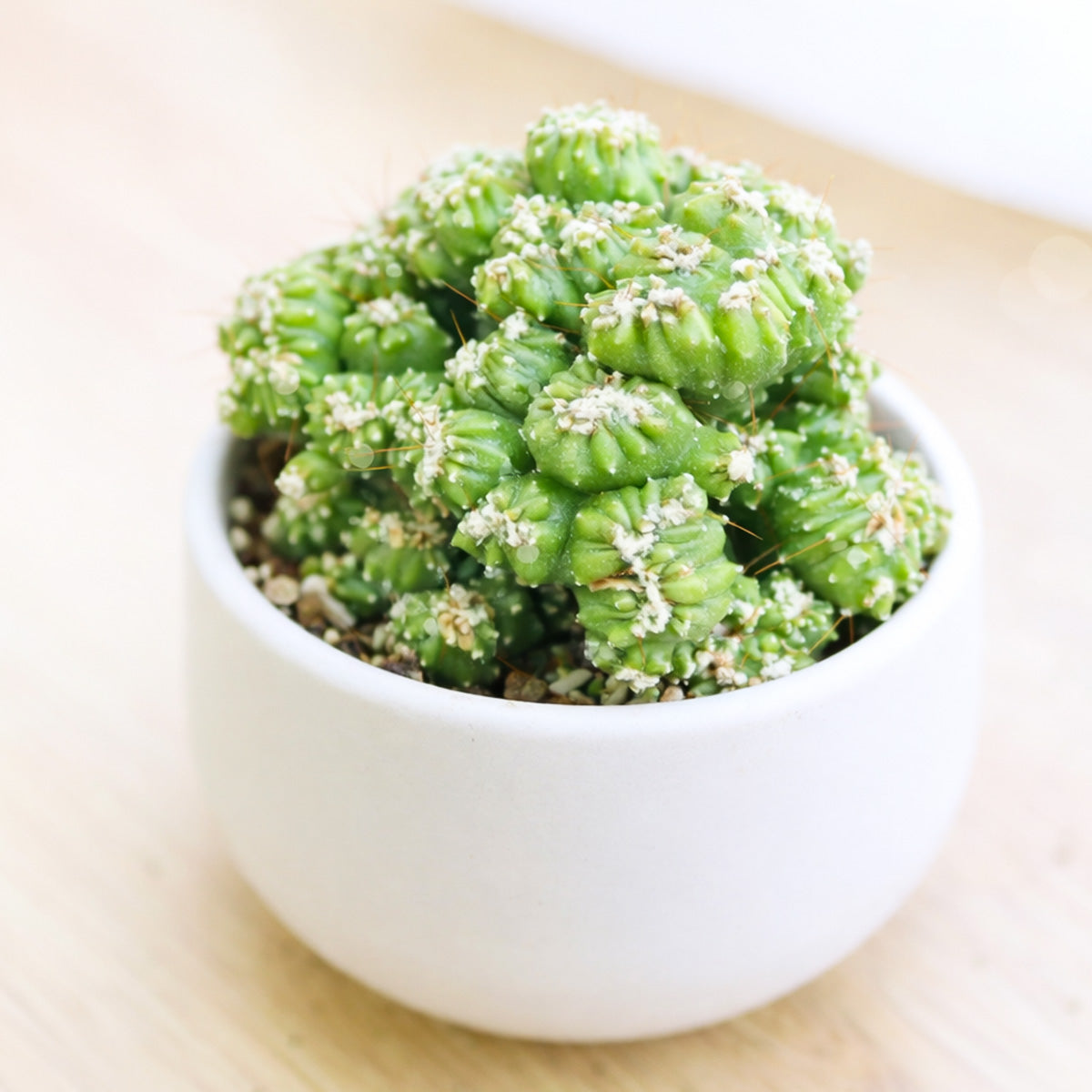 buy cereus repandus 'petra' cactus live cactus 2 inch online, gray-green knobby monstrose stems with coppery red spines, upright columnar branching form, slow-growing drought tolerant sculptural cactus, bold architectural accent plant, unique living art piece for modern desert decor, thoughtful gift for cactus collectors and plant enthusiasts, displayed in a plastic pot