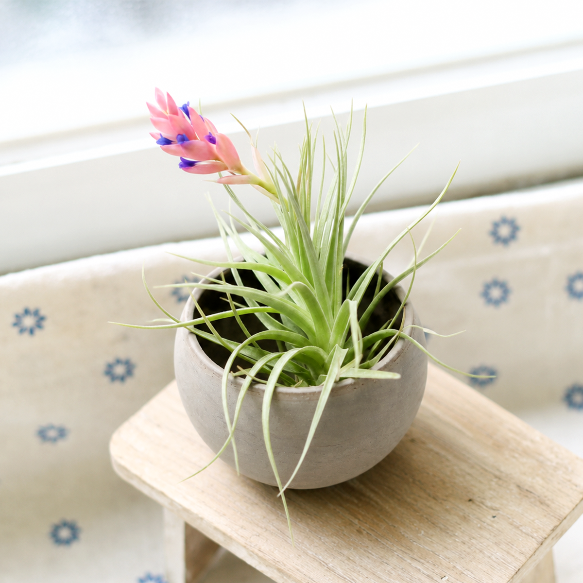 Tillandsia Ionantha Fuego