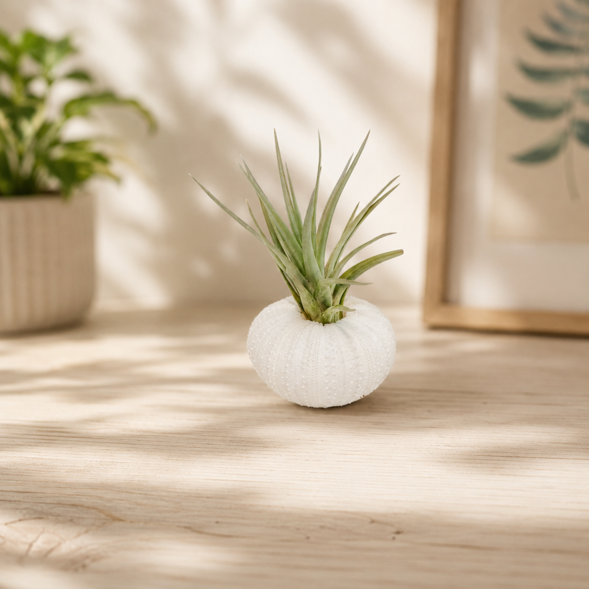 White Urchin with Tillandsia Air Plant for sale, white urchin air plant holder, modern coastal botanical decor, low maintenance indoor air plant, decorative tabletop tillandsia centerpiece, handcrafted shell air plant arrangement
