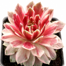 2 inch Chick Charms Lotus Blossom live plant for sale, Chick Charms Lotus Blossom unique housewarming gift plant for garden enthusiasts, Chick Charms Lotus Blossom easy care succulent gift for beginners plant owners