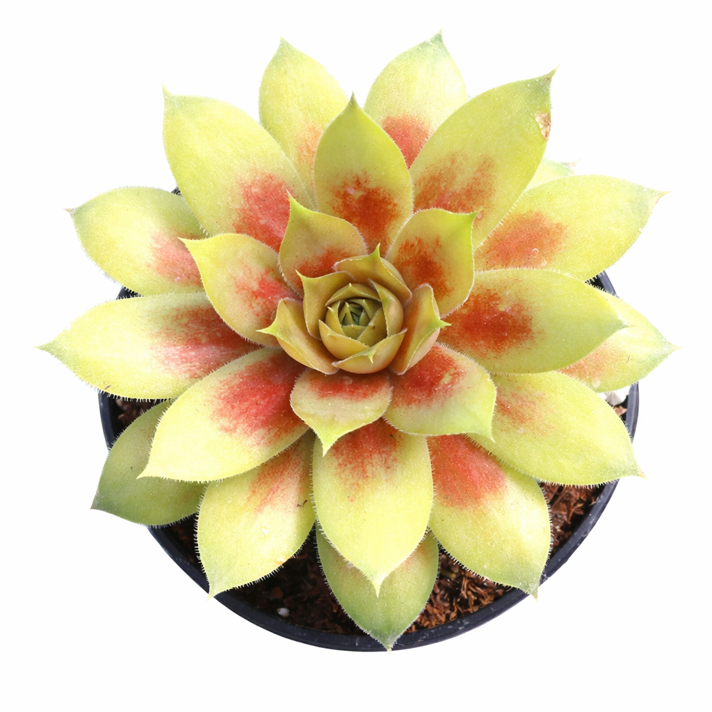 2 inch chick charmlettes darlin' dottie live succulent for sale, tidy miniature sempervivum rosette in soft green blushed with pink, dense chick-producing growth habit, easy care and pet friendly, elegant in a clay pot for a cottage window display, a delightful gift for beginner gardeners