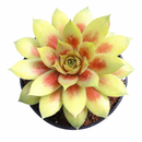 buy chick charmlettes darlin' dottie live succulent 2 inch online, small symmetrical rosette with seasonal pink to red color shifts, fleshy succulent leaves in a compact mounding form, cold hardy and low maintenance, styled in a white modern pot for a minimalist indoor shelf, a charming and unique gift for any plant lover