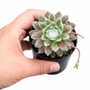 buy chick charmlettes nerdy nelly live succulent 2 inch online, compact vivid rosette with green and pink red leaf tips, neat architectural form in plastic pot, ultra-hardy through frost and snow in zones 3 to 8, propagates freely via offsets for endless sharing, eye-catching accent for rock gardens and mixed succulent arrangements, a wonderful plant gift for all occasions