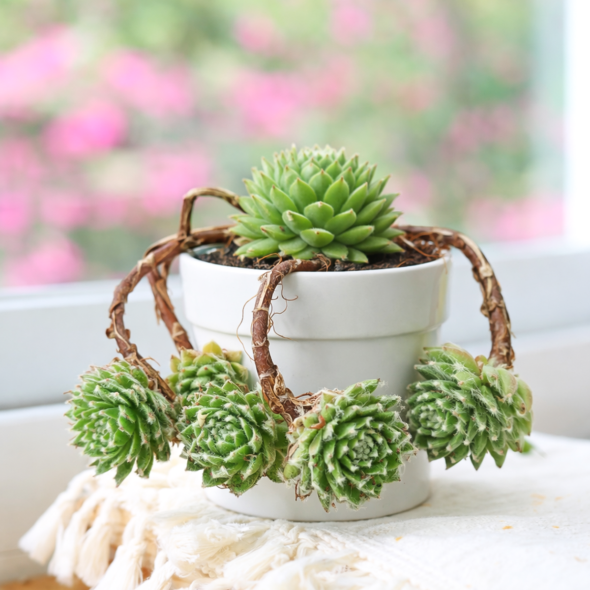 buy chick charmlettes nerdy nelly live succulent 2 inch online, bright green rosette with rosy red leaf tips, fuzzy compact symmetrical form, vivid color in full sun, drought tolerant and frost hardy, charming accent for rock garden displays, a delightful gift for succulent lovers and beginners