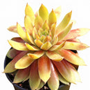 2 inch chick charmlettes princess polly live succulent for sale, dense symmetrical rosette with soft green foliage touched with pink, cold hardy hens and chicks cultivar, produces abundant small offsets on stolons, ultra-low maintenance succulent, shown in a bamboo pot for an earthy natural arrangement, a delightful gift for outdoor container gardeners