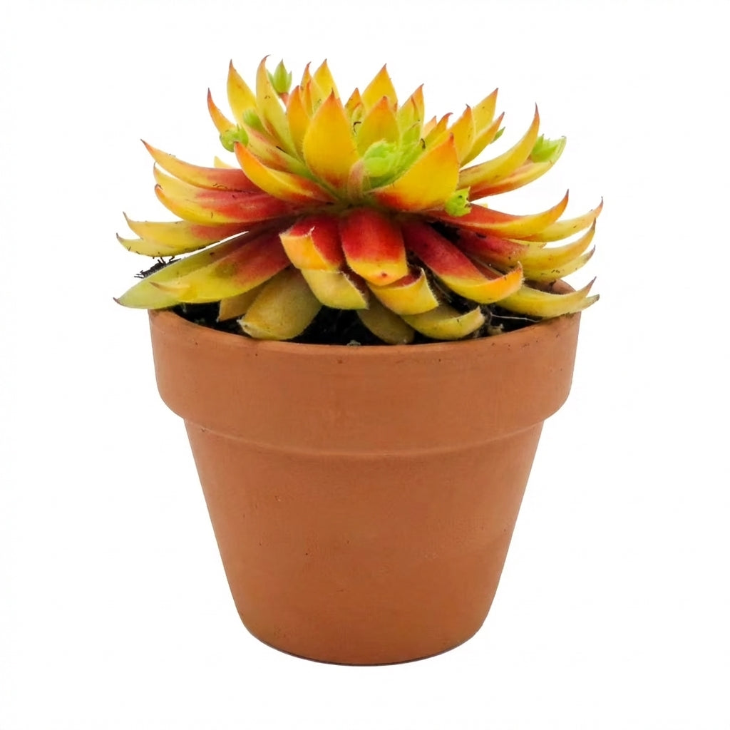 2 inch chick charmlettes princess polly live succulent for sale, dense symmetrical rosette with soft green foliage touched with pink, cold hardy hens and chicks cultivar, produces abundant small offsets on stolons, ultra-low maintenance succulent, shown in a bamboo pot for an earthy natural arrangement, a delightful gift for outdoor container gardeners