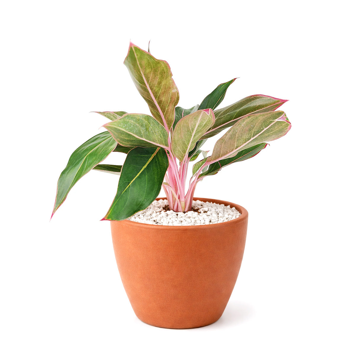 4" pot chinese evergreen 'red siam' live plant for sale, striking red-edged glossy foliage with deep green patterning, upright bushy growth, moderate to high humidity appreciator, long-lived easy care tropical, colorful shelf or desk accent with year-round appeal, ideal gift for beginners
