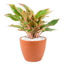 6" pot chinese evergreen 'red siam' live plant for sale, large glossy lance-shaped leaves in red green and pink, slow growing upright clumper, tolerates low light and average indoor humidity, easy care long-lasting tropical, a bold decorative statement for floor or shelf, wonderful gift for plant lovers