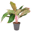 6" pot chinese evergreen 'red siam' live plant for sale, large glossy lance-shaped leaves in red green and pink, slow growing upright clumper, tolerates low light and average indoor humidity, easy care long-lasting tropical, a bold decorative statement for floor or shelf, wonderful gift for plant lovers