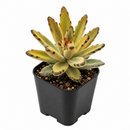 4 inch kalanchoe tomentosa chocolate soldier live succulent for sale, rich chocolate-brown leaf edge detailing on silvery-green base, felt-textured hairs covering stems and leaves, clumping upright form with woody aging base, thrives in bright indire