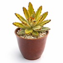 4 inch kalanchoe tomentosa chocolate soldier live succulent for sale, rich chocolate-brown leaf edge detailing on silvery-green base, felt-textured hairs covering stems and leaves, clumping upright form with woody aging base, thrives in bright indire