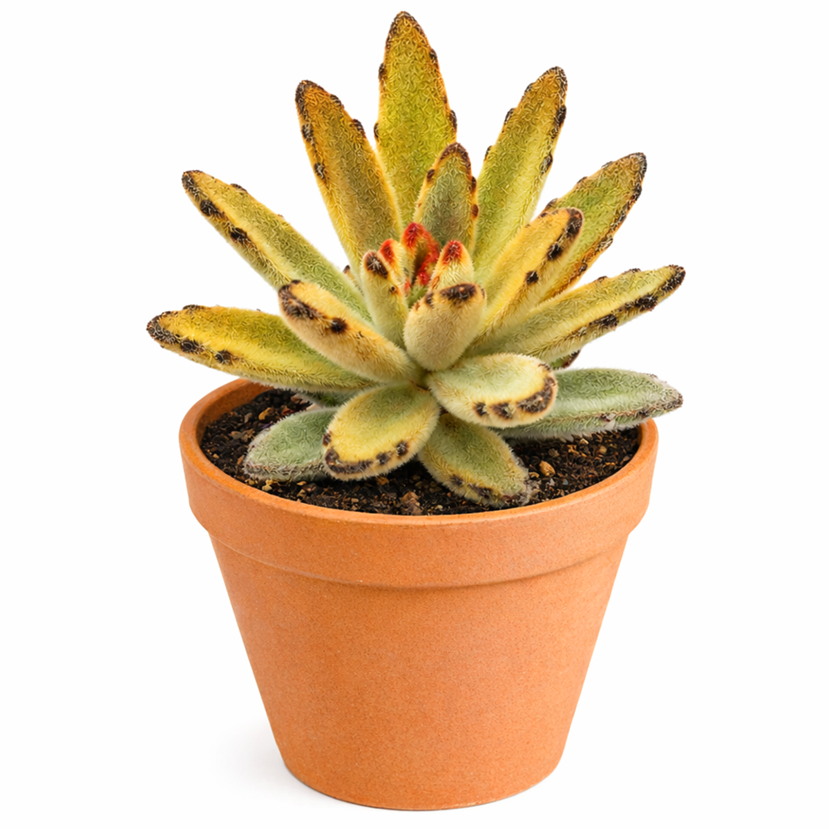 buy kalanchoe tomentosa chocolate soldier live succulent 2 inch online, soft velvety silver-green foliage with rusty-brown spotting, narrow elliptical slightly concave leaves, branching woody base stem structure, beginner-friendly drought tolerant su