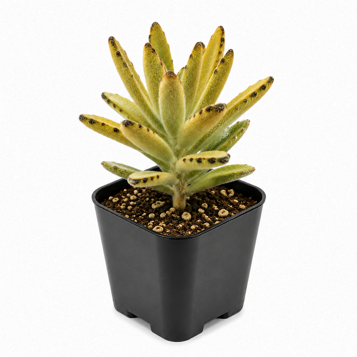 4 inch kalanchoe tomentosa chocolate soldier live succulent for sale, dense clumping upright growth habit, chocolate-tipped serrated leaf edges, thick fleshy water-storing leaves, low-maintenance easy care, earthy boho windowsill display, ideal gift