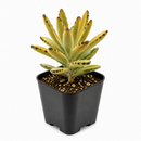 4 inch kalanchoe tomentosa chocolate soldier live succulent for sale, rich chocolate-brown leaf edge detailing on silvery-green base, felt-textured hairs covering stems and leaves, clumping upright form with woody aging base, thrives in bright indire