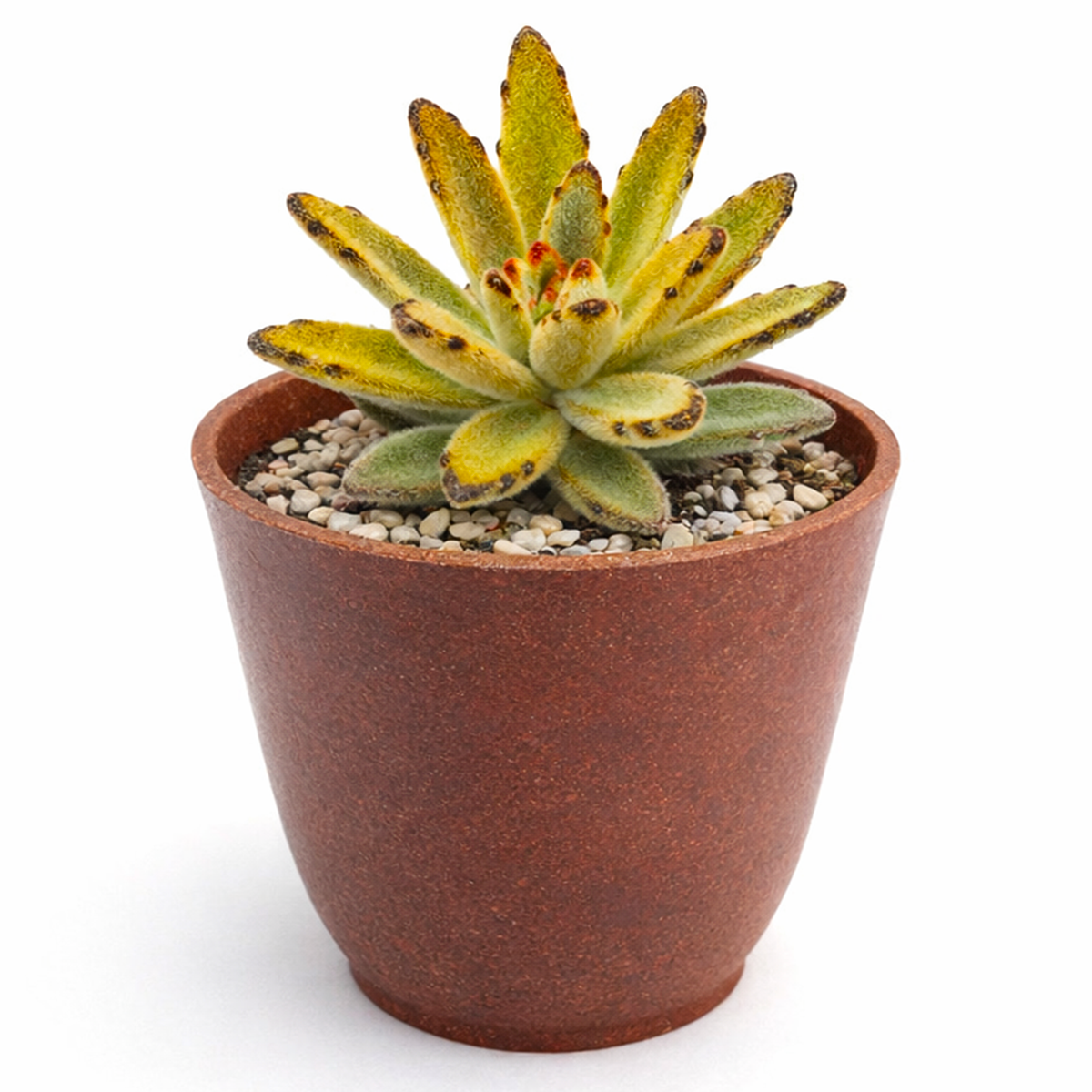 4 inch kalanchoe tomentosa chocolate soldier live succulent for sale, rich chocolate-brown leaf edge detailing on silvery-green base, felt-textured hairs covering stems and leaves, clumping upright form with woody aging base, thrives in bright indire
