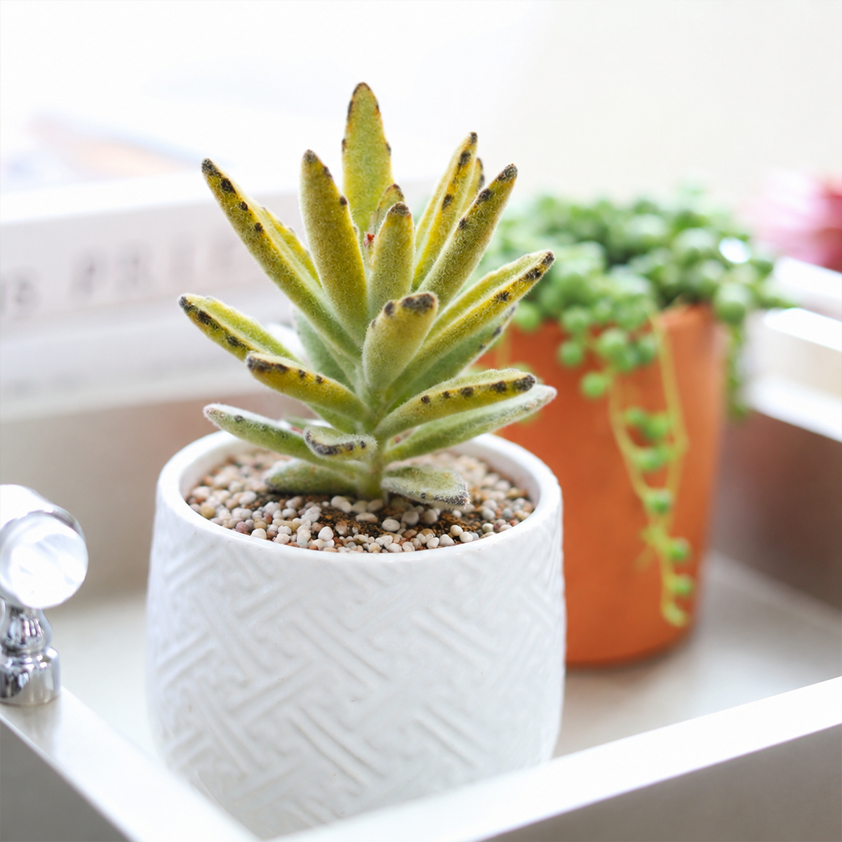 buy kalanchoe tomentosa chocolate soldier live succulent 2 inch online, silvery-green velvety leaves with chocolate-brown margins, fuzzy felt-like leaf texture, compact upright rosette form, slow-growing drought tolerant, charming bohemian desk accen