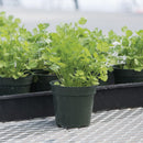 4 inch pot Cilantro Coriander, annual herbs, herbal plants, buy herbal plants online, where to buy herb plants near me