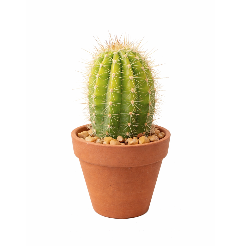 2 inch echinopsis huascha hybrid cactus live cactus for sale, displayed in a natural bamboo pot for an earthy aesthetic, tall upright green stem gradually forming a clumping mound, ribbed texture with rows of sharp spines adding bold character, drought tolerant and beginner friendly desert cactus, organic boho decor accent for sunny windowsills and shelves, a beautiful eco-conscious gift for plant lovers