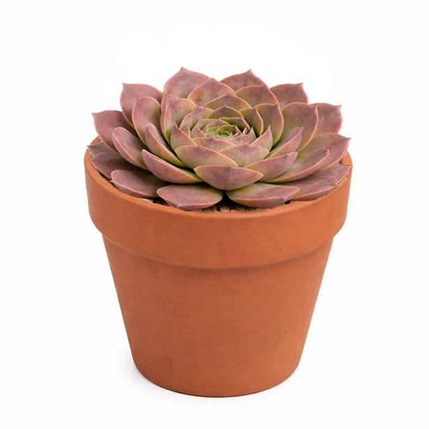 buy sempervivum heuffelii 'saffarina' live succulent 2 inch online, vibrant two-tone rosette in deep burgundy and fresh green, delicate long cilia framing each leaf, slow clustering clump grower, evergreen year-round garden interest, displayed in bamboo pot, nature-inspired bohemian and architectural garden accent, a prized rare collector succulent gift
