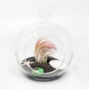 Air Plant Bubble Bowl Sealife Terrarium (Black Sand) on the white table, DIY beach themed glass globe terrarium, Modern nautical air plant arrangement for home
