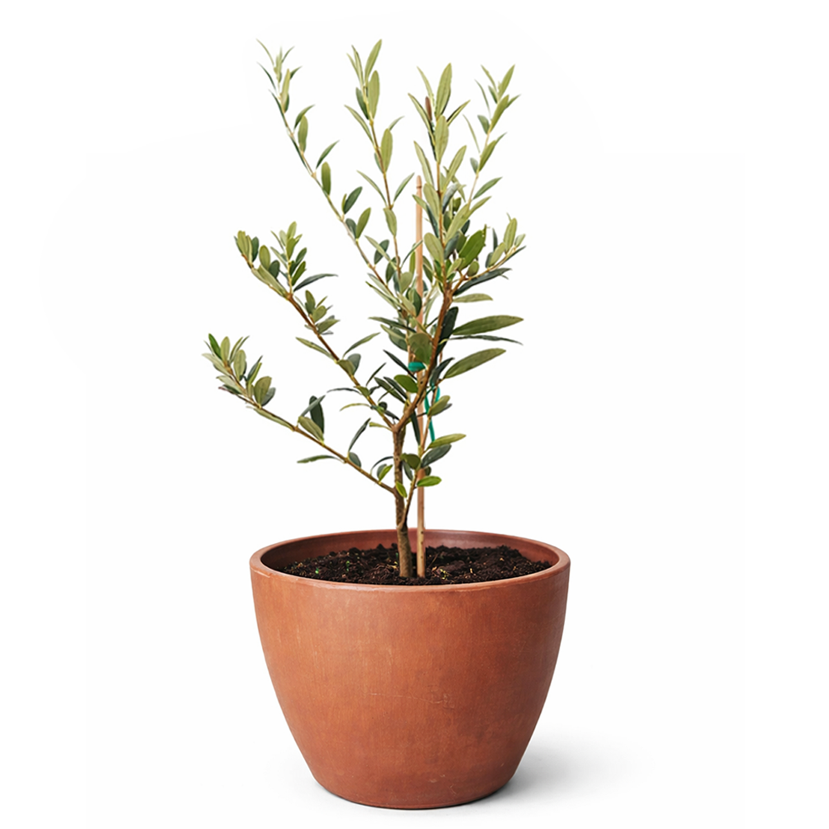 6 inch Olive Topiary Tree, 6 inch olea europaea, 6 inch live houseplant for sale, olea europaea plant for sale