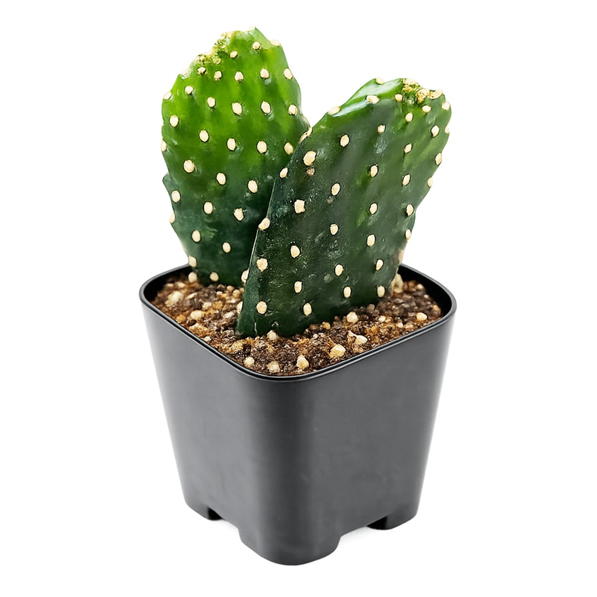 2 inch roadkill cactus live cactus for sale, clay pot emphasizing natural terracotta warmth, distinctive flat bumpy pads with wavy paddle edges, upright narrow growth habit suitable for tight spaces, full sun lover with very low water needs, sculptural architectural plant for bright sunny rooms, special and rare gift for the serious cactus collector