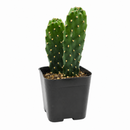 2 inch roadkill cactus live cactus for sale, bamboo pot with sustainable eco-friendly presentation, flattened paddle stems with characteristic bumpy tire-track texture, vivid green with stress-induced reddish-purple tones, drought tolerant and thrives on neglect in bright spaces, striking caribbean-native cactus for sunny window displays, rare collector find and memorable gift for plant enthusiasts