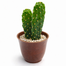 2 inch roadkill cactus live cactus for sale, bamboo pot with sustainable eco-friendly presentation, flattened paddle stems with characteristic bumpy tire-track texture, vivid green with stress-induced reddish-purple tones, drought tolerant and thrives on neglect in bright spaces, striking caribbean-native cactus for sunny window displays, rare collector find and memorable gift for plant enthusiasts