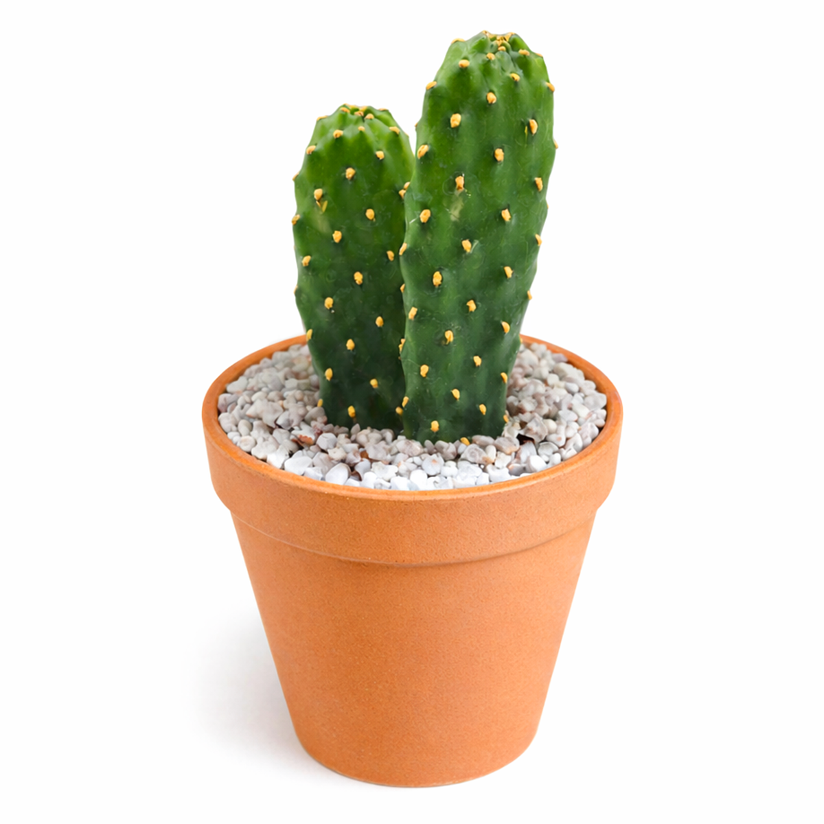 buy roadkill cactus live cactus 2 inch online, white modern pot showcasing upright paddle form, bumpy areoles with minimal spines, dark green pads that blush purple in sunlight, slow-growing and drought tolerant, contemporary minimalist interior decor plant, thoughtful and rare gift for succulent enthusiasts