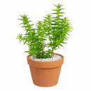 2 inch crassula dependens - slab stonecrop live succulent for sale, plastic pot, compact low mat-forming habit with soft gray-green fleshy foliage, delicate white to cream tubular flowers in summer, easy care drought tolerant specimen, thrives in bright indirect light indoors or sheltered outdoor spots, charming bohemian decor plant and a truly rare succulent gift idea