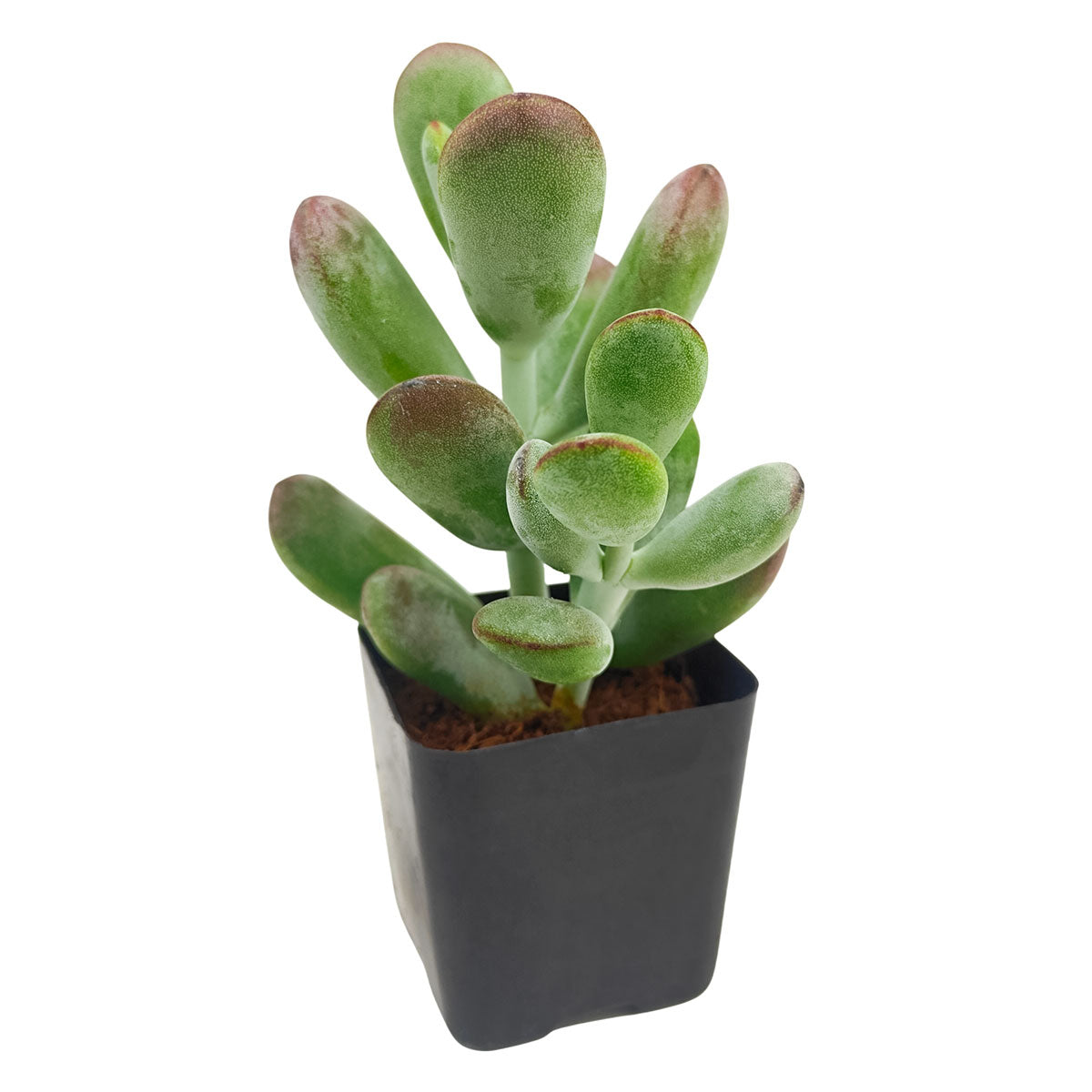 2 inch Cotyledon higginsae, green succulents, indoor outdoor succulents, succulent care guide, buy succulents online