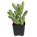 2 inch Cotyledon higginsae, green succulents, indoor outdoor succulents, succulent care guide, buy succulents online