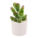 2 inch Cotyledon higginsae, green succulents, indoor outdoor succulents, succulent care guide, buy succulents online