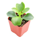 buy cotyledon orbiculata 'macrantha' live succulent 2 inch online, vivid green succulent foliage with contrasting brownish red leaf margins, multi-branched shrubby upright spreading form, slow-growing long-lived specimen with coral bell-shaped season