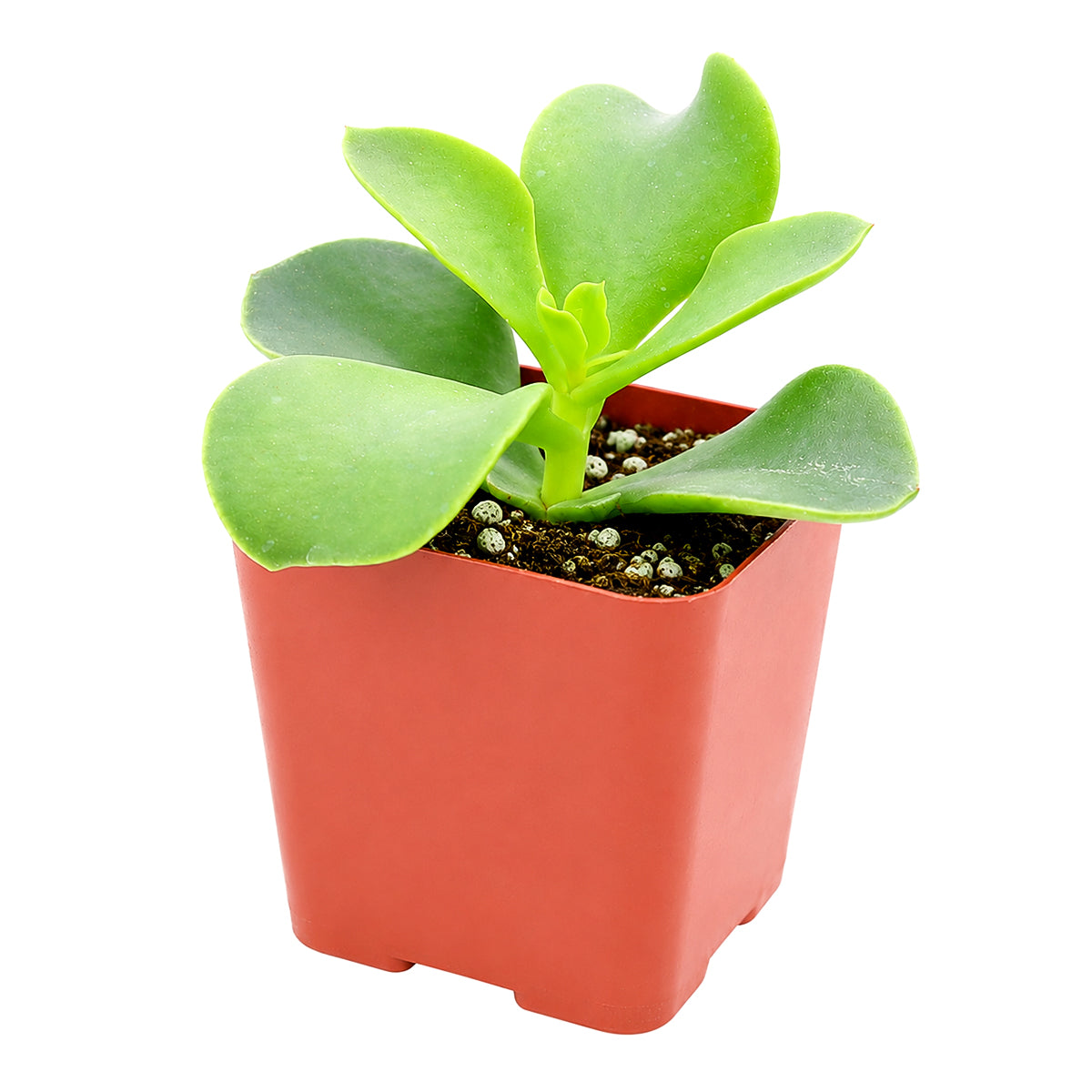 buy cotyledon orbiculata 'macrantha' live succulent 2 inch online, vivid green succulent foliage with contrasting brownish red leaf margins, multi-branched shrubby upright spreading form, slow-growing long-lived specimen with coral bell-shaped season