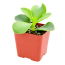 buy cotyledon orbiculata 'macrantha' live succulent 2 inch online, vivid green succulent foliage with contrasting brownish red leaf margins, multi-branched shrubby upright spreading form, slow-growing long-lived specimen with coral bell-shaped season