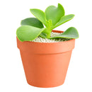 buy cotyledon orbiculata 'macrantha' live succulent 2 inch online, vivid green succulent foliage with contrasting brownish red leaf margins, multi-branched shrubby upright spreading form, slow-growing long-lived specimen with coral bell-shaped season
