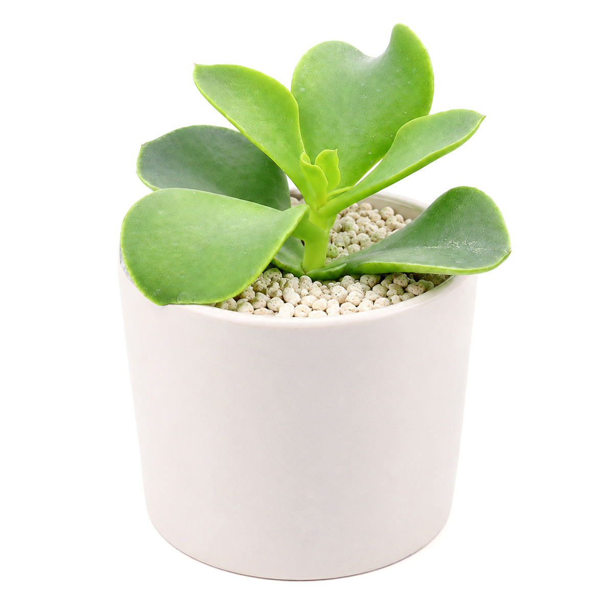 buy cotyledon orbiculata 'macrantha' live succulent 2 inch online, vivid green succulent foliage with contrasting brownish red leaf margins, multi-branched shrubby upright spreading form, slow-growing long-lived specimen with coral bell-shaped season