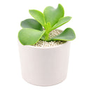 buy cotyledon orbiculata 'macrantha' live succulent 2 inch online, vivid green succulent foliage with contrasting brownish red leaf margins, multi-branched shrubby upright spreading form, slow-growing long-lived specimen with coral bell-shaped season