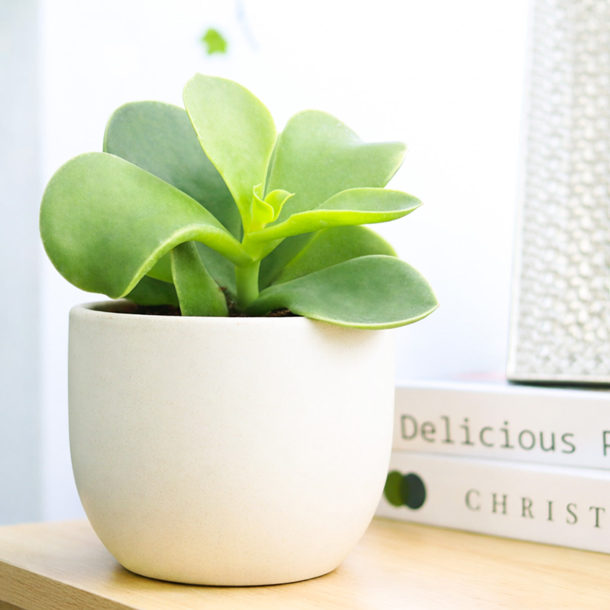 buy cotyledon orbiculata 'macrantha' live succulent 2 inch online, glossy forest green paddle-shaped leaves with cherry red margins, upright shrubby growth form, farina-free glossy texture, drought tolerant and low maintenance, bold architectural acc