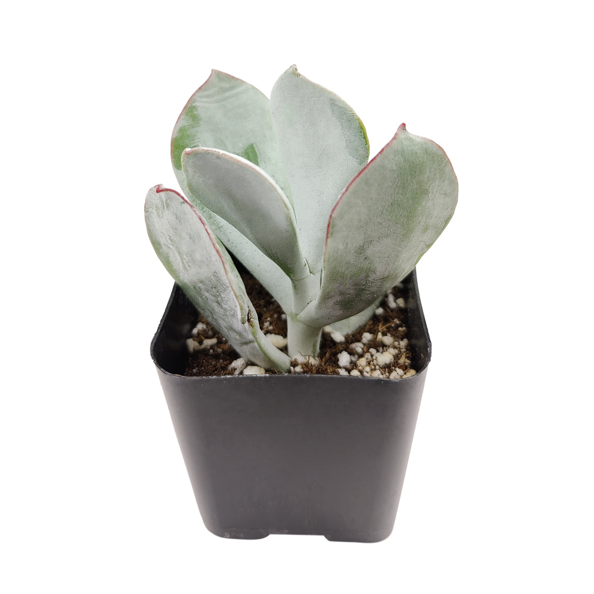 2 inch Cotyledon Orbiculata Pig's Ear live succulent for sale, coin-like fleshy leaves with characteristic red border detailing, smooth powdery grey-green leaf surface with architectural sculptural presence, drought tolerant and forgiving for busy pl
