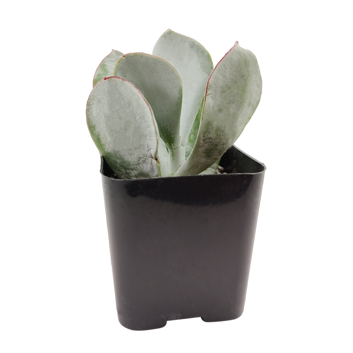 buy Cotyledon Orbiculata Pig's Ear live succulent 2 inch online, plump bluish-white oval leaves edged with deep red margins, chalky powdery farina surface texture reflecting sunlight beautifully, slow-growing and easy care for beginners, upright comp