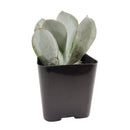 buy Cotyledon Orbiculata Pig's Ear live succulent 2 inch online, broad grey-green rounded leaves with characteristic deep red margin detail, farina-coated surface giving the plant a naturally frosted silvery look, upright non-trailing growth habit wi