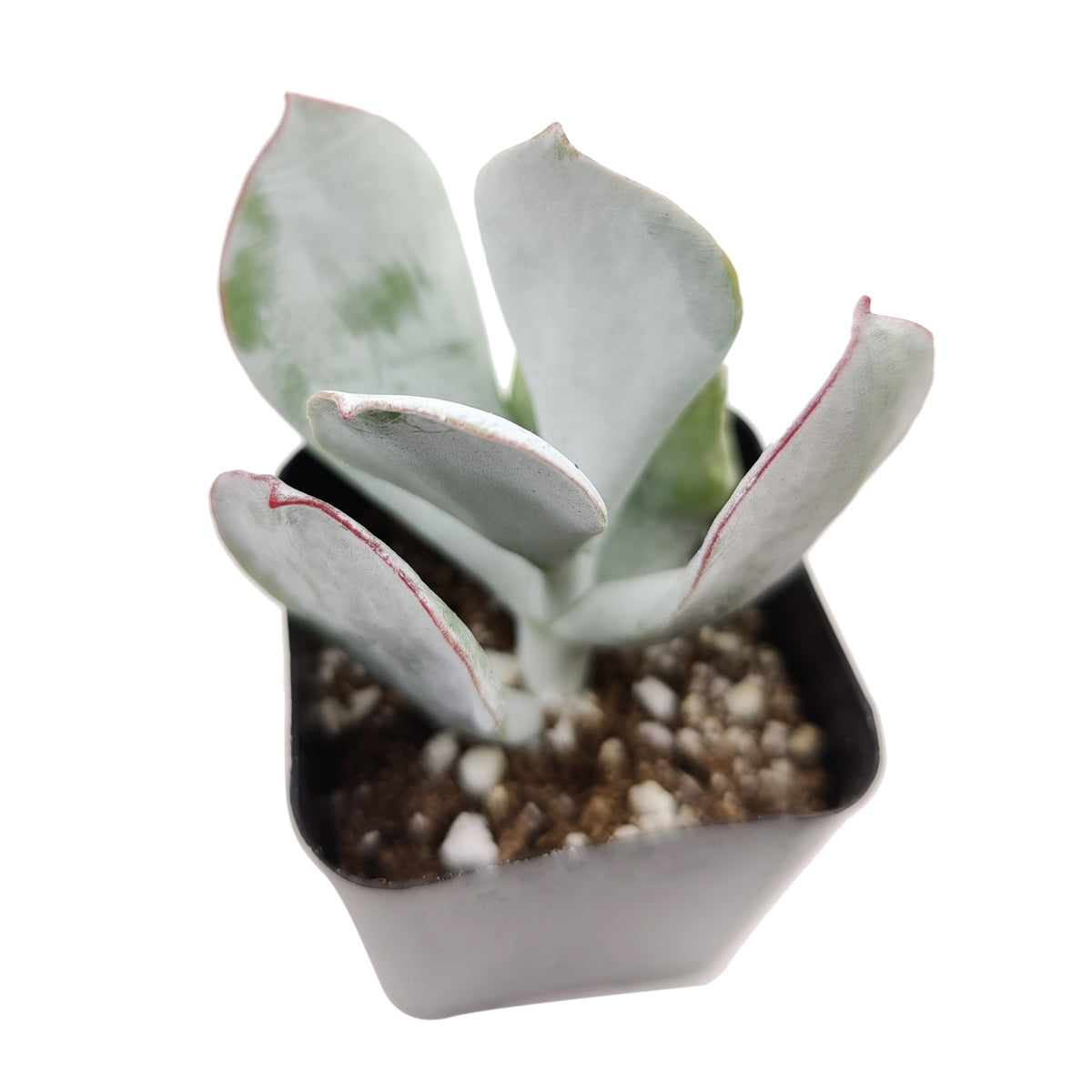 buy Cotyledon Orbiculata Pig's Ear live succulent 2 inch online, rounded silver-grey leaves with distinctive undulated red edges, firm fleshy foliage covered in a protective white wax bloom, upright bushy succulent growth with strong structural appea