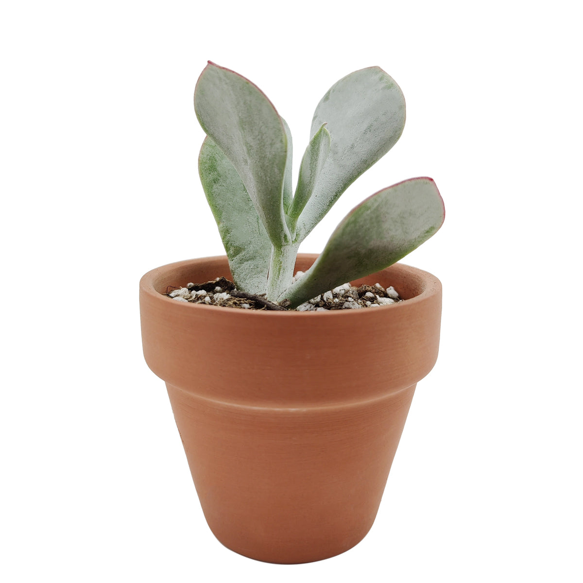 2 inch Cotyledon Orbiculata Pig's Ear live succulent for sale, thick oval grey-green foliage with a bold red margin outline, powdery farina finish giving leaves a frosted silvery appearance, slow growing and long-lived with heirloom quality, upright