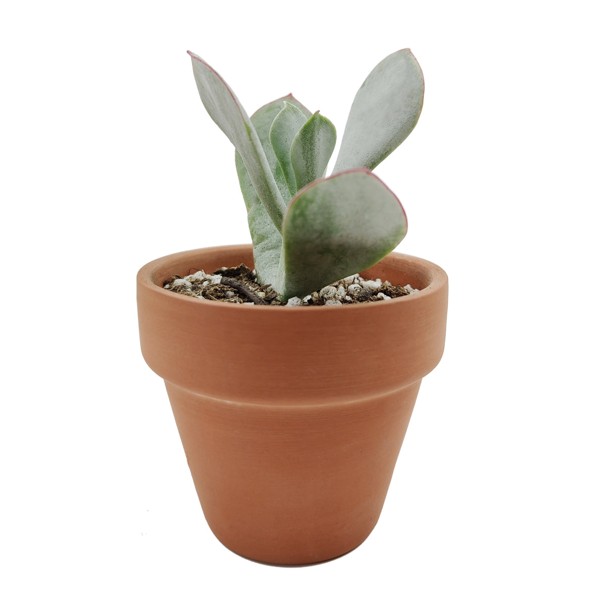 2 inch Cotyledon Orbiculata Pig's Ear live succulent for sale, distinctive oval leaves with powdery silver-grey surface and red rimmed edges, compact bushy upright form with bold sculptural leaf texture, slow grower with a long lifespan suited to ind