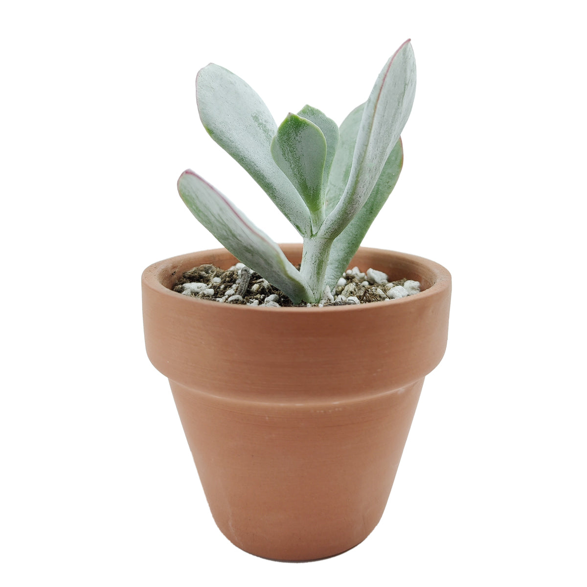 buy Cotyledon Orbiculata Pig's Ear live succulent 2 inch online, plump fleshy leaves in cool silver tones accented by vivid red margins, naturally drought adapted with water-storing thick leaf tissue, non-trailing upright rosette habit for neat compa