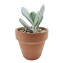 buy Cotyledon Orbiculata Pig's Ear live succulent 2 inch online, broad grey-green rounded leaves with characteristic deep red margin detail, farina-coated surface giving the plant a naturally frosted silvery look, upright non-trailing growth habit wi