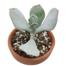 buy Cotyledon Orbiculata Pig's Ear live succulent 2 inch online, broad grey-green rounded leaves with characteristic deep red margin detail, farina-coated surface giving the plant a naturally frosted silvery look, upright non-trailing growth habit wi